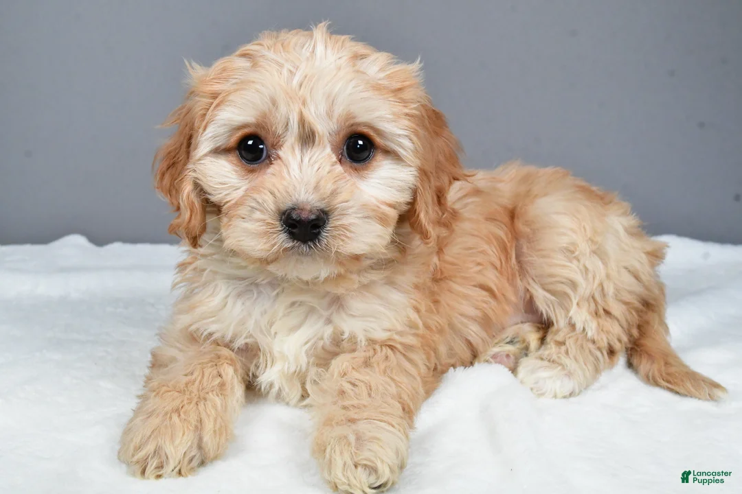 Cavachon dogs for sale: Robin - Ad 1