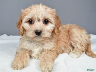 Cavachon dogs Robin - Ad 11