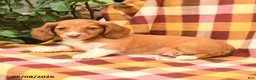 Miniature Dachshund dogs for sale: Daffodil - Ad 2
