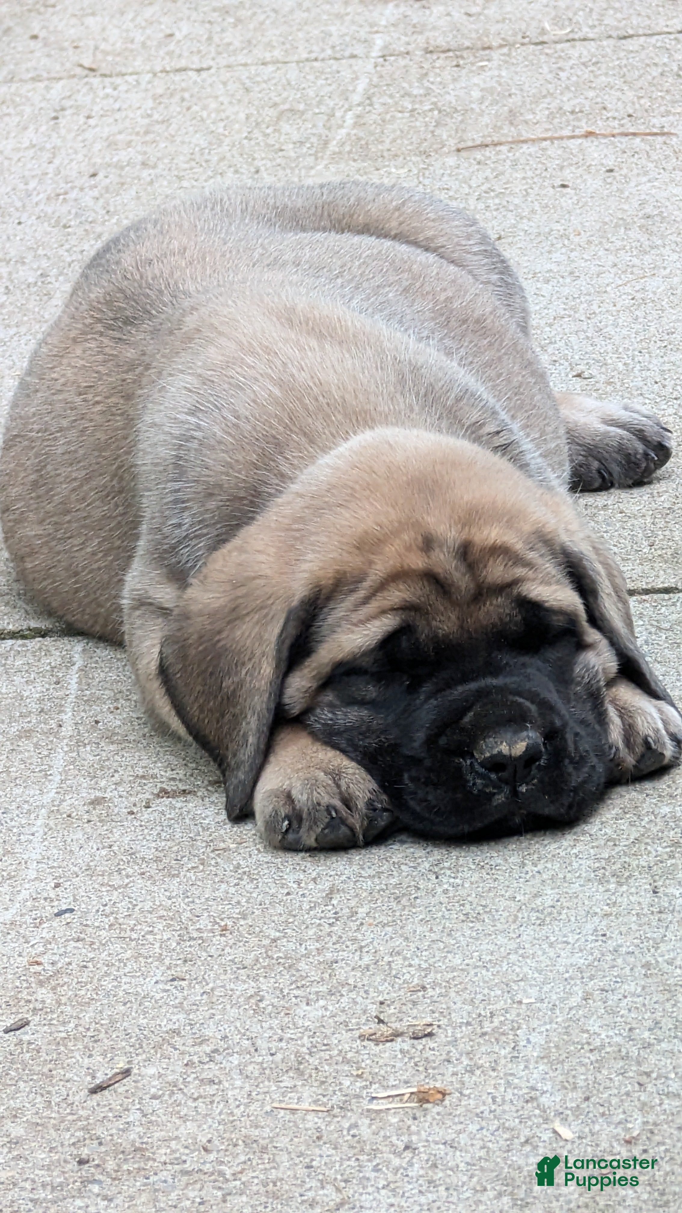 English Mastiff dogs English Mastiff Puppy 3 - Ad 1