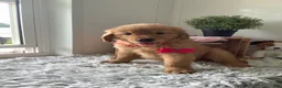 Golden Retriever dogs for sale: Golden Retriever 2 Sunshine  - Ad 3