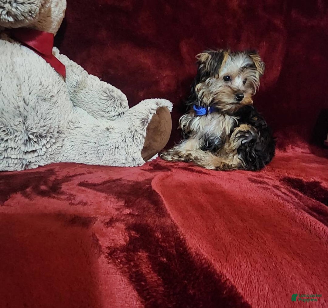 Yorkshire Terrier dogs for sale: MILO - Ad 8