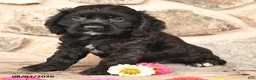 Cocker Spaniel dogs for sale: Dexter - Ad 3