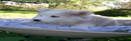 Pomsky dogs for sale: Buster - Ad 3
