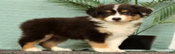 Miniature Australian Shepherd dogs for sale: Jade - Ad 2