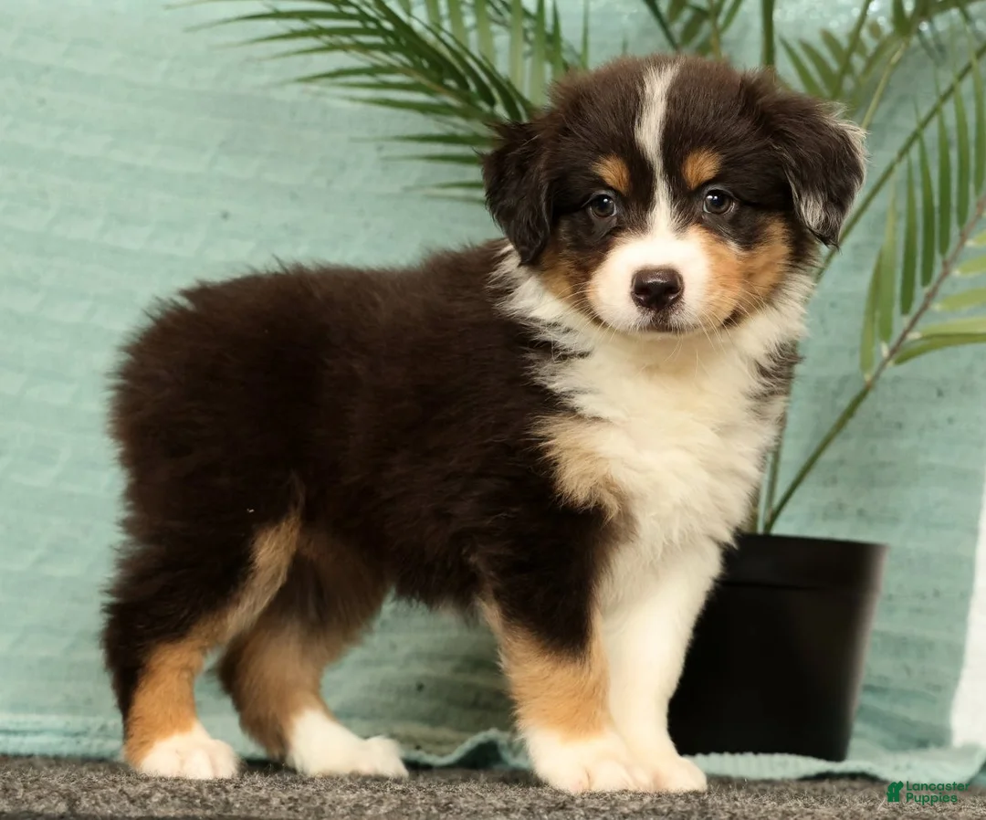 Miniature Australian Shepherd dogs for sale: Jade - Ad 2