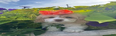 Cockapoo 4