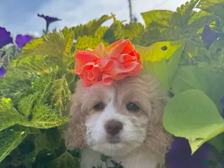 Cockapoo dogs Cockapoo 4 - Ad 8