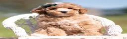 Toy Poodle dogs for sale: Popcorn AKC - Ad 2