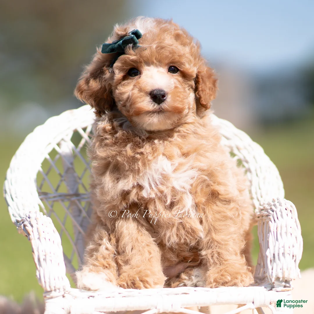 Toy Poodle dogs for sale: Popcorn AKC - Ad 2