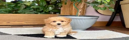 Maltipoo dogs for sale: Jaden  - Ad 11