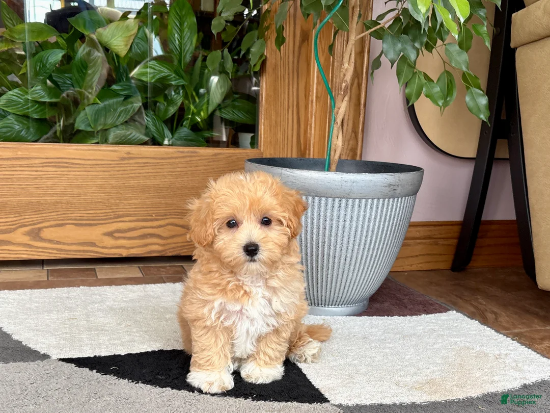 Maltipoo dogs for sale: Jaden  - Ad 11