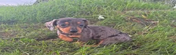 Miniature Dachshund dogs for sale: Molly - Ad 4