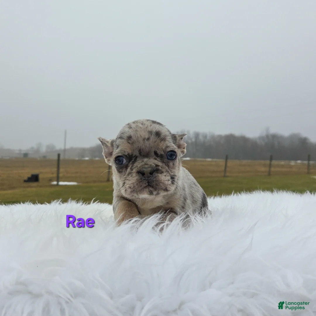 Mixed Breed dogs for sale: Rae - Ad 2