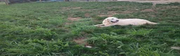Golden Retriever dogs for sale: Dixie - Ad 5