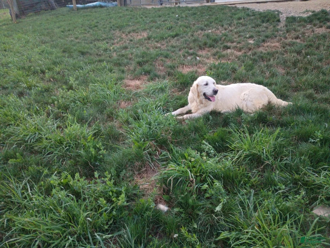 Golden Retriever dogs for sale: Dixie - Ad 5