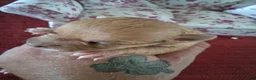 Chihuahua dogs for sale: Makenna - Ad 3