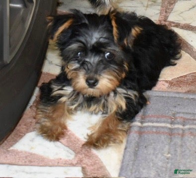 Yorkiepoo dogs Sapphire  - Ad 1