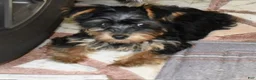 Yorkiepoo dogs for sale: Sapphire  - Ad 1