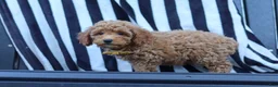 Miniature Poodle dogs for sale: James - Ad 8