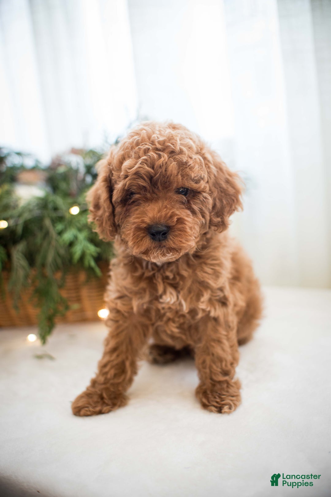 Miniature Poodle dogs for sale: Cinnamon Spice - Ad 6