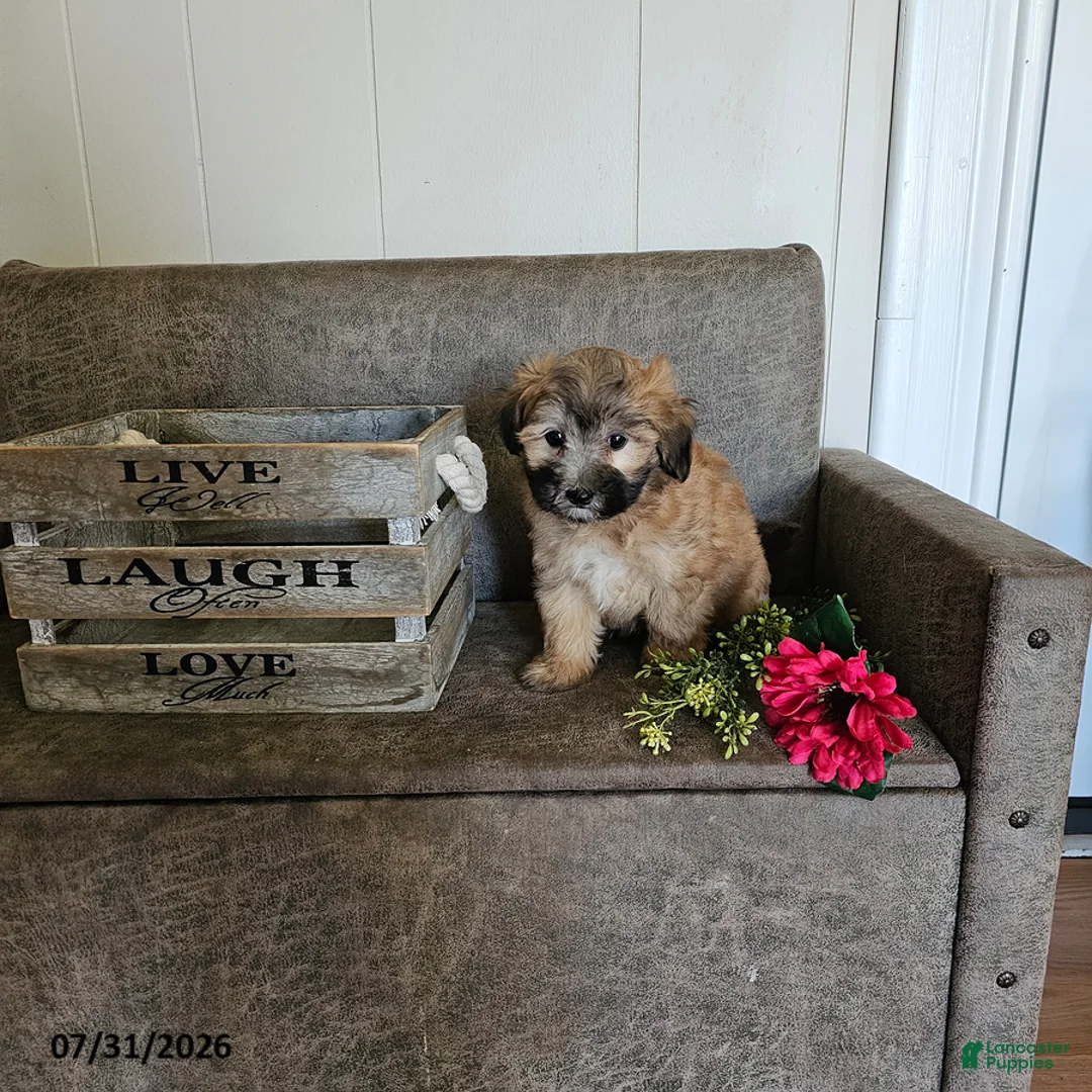 Maltipoo dogs for sale: Oscar - Ad 3