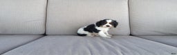 Cavalier King Charles Spaniel dogs for sale: Marshal - Ad 2