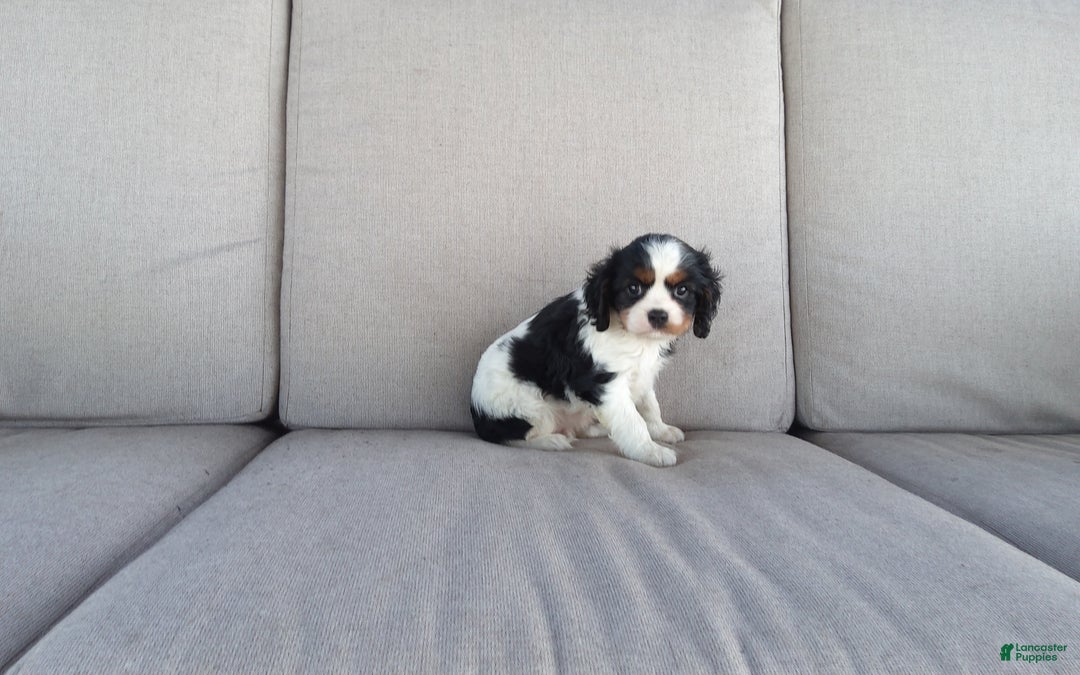 Cavalier King Charles Spaniel dogs for sale: Marshal - Ad 2