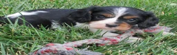 Cavalier King Charles Spaniel dogs for sale: Bella - Ad 4