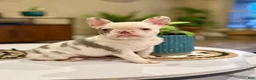 French Bulldog dogs for sale: French Bulldog Puppy 1 - Ad 3