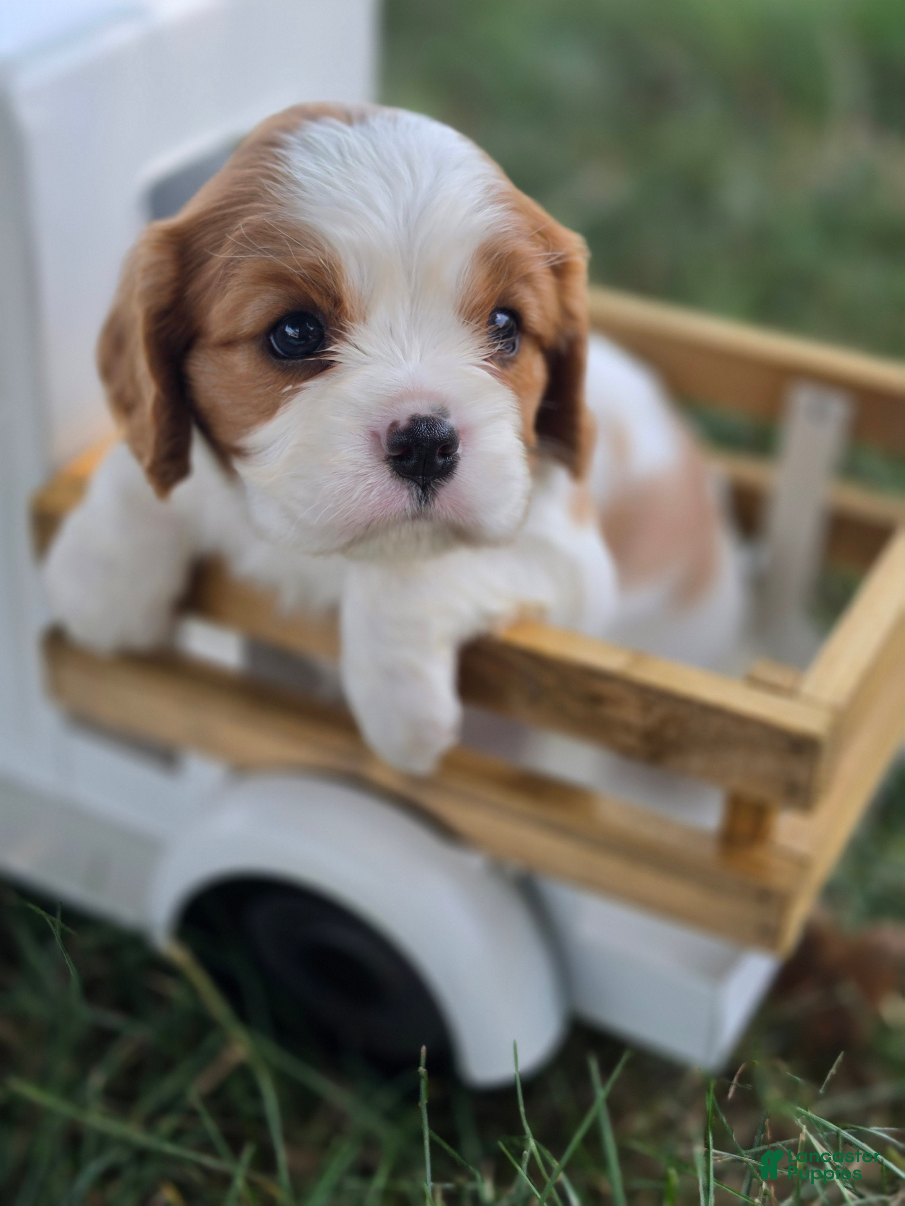 Cavalier King Charles Spaniel dogs lily - Ad 1