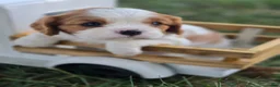 Cavalier King Charles Spaniel dogs for sale: lily - Ad 1