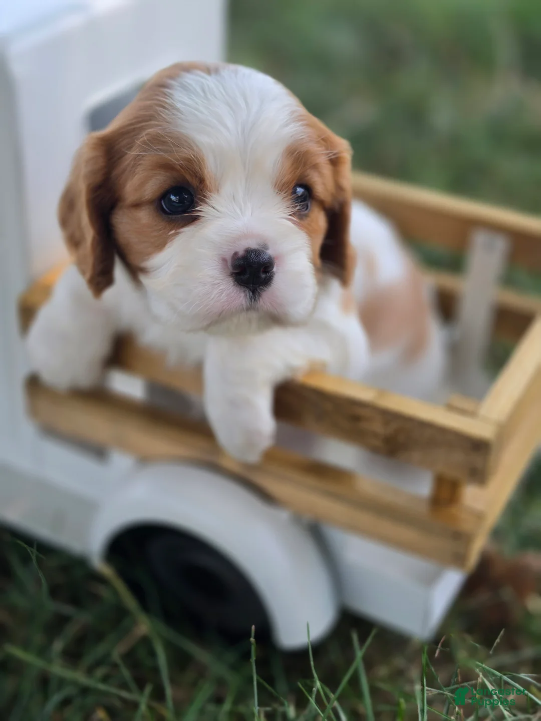 Cavalier King Charles Spaniel dogs for sale: lily - Ad 1