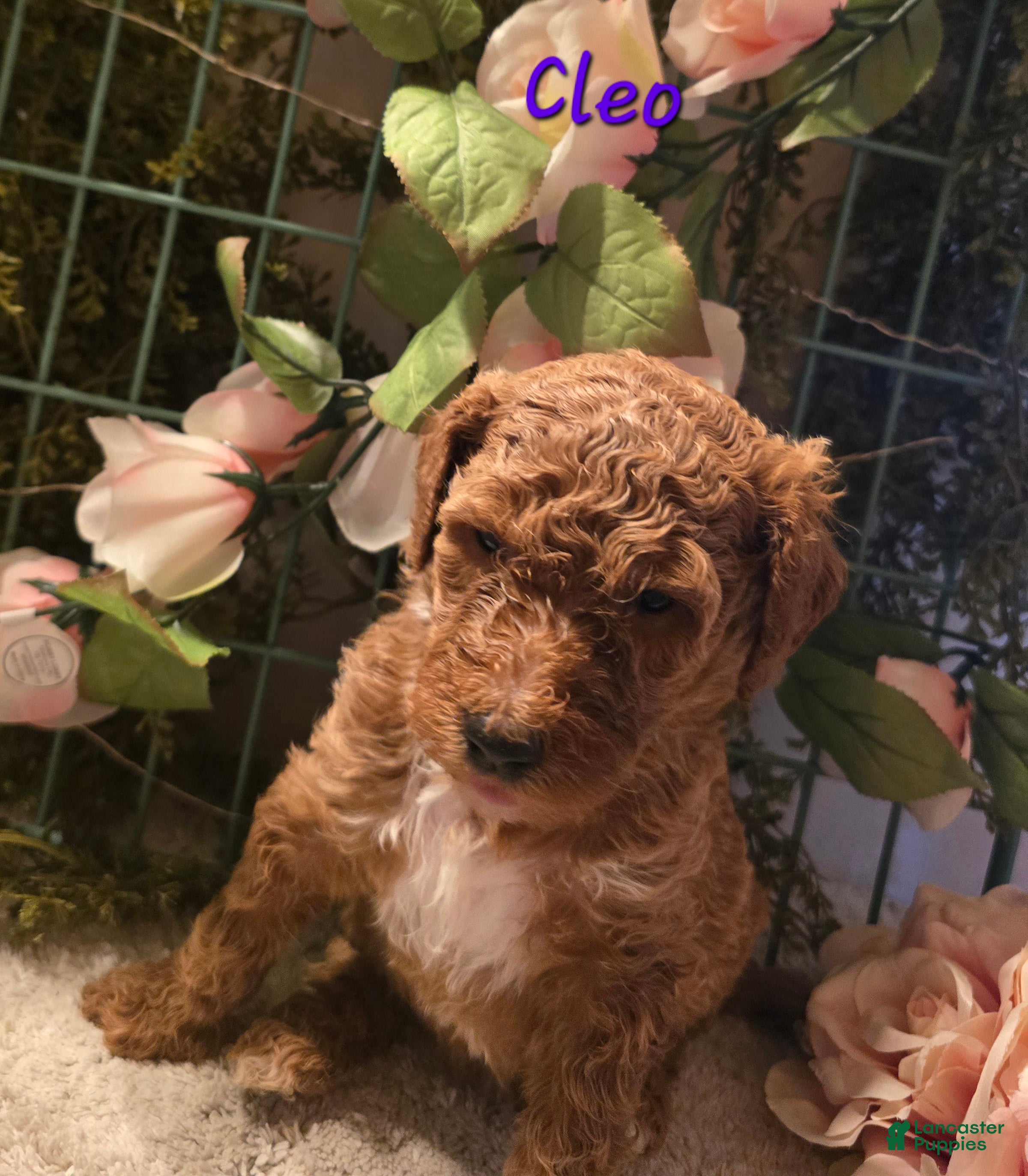 Goldendoodle dogs Goldendoodle Puppy 11 - Ad 38