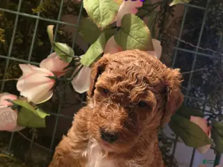 Goldendoodle dogs Goldendoodle Puppy 11 - Ad 38