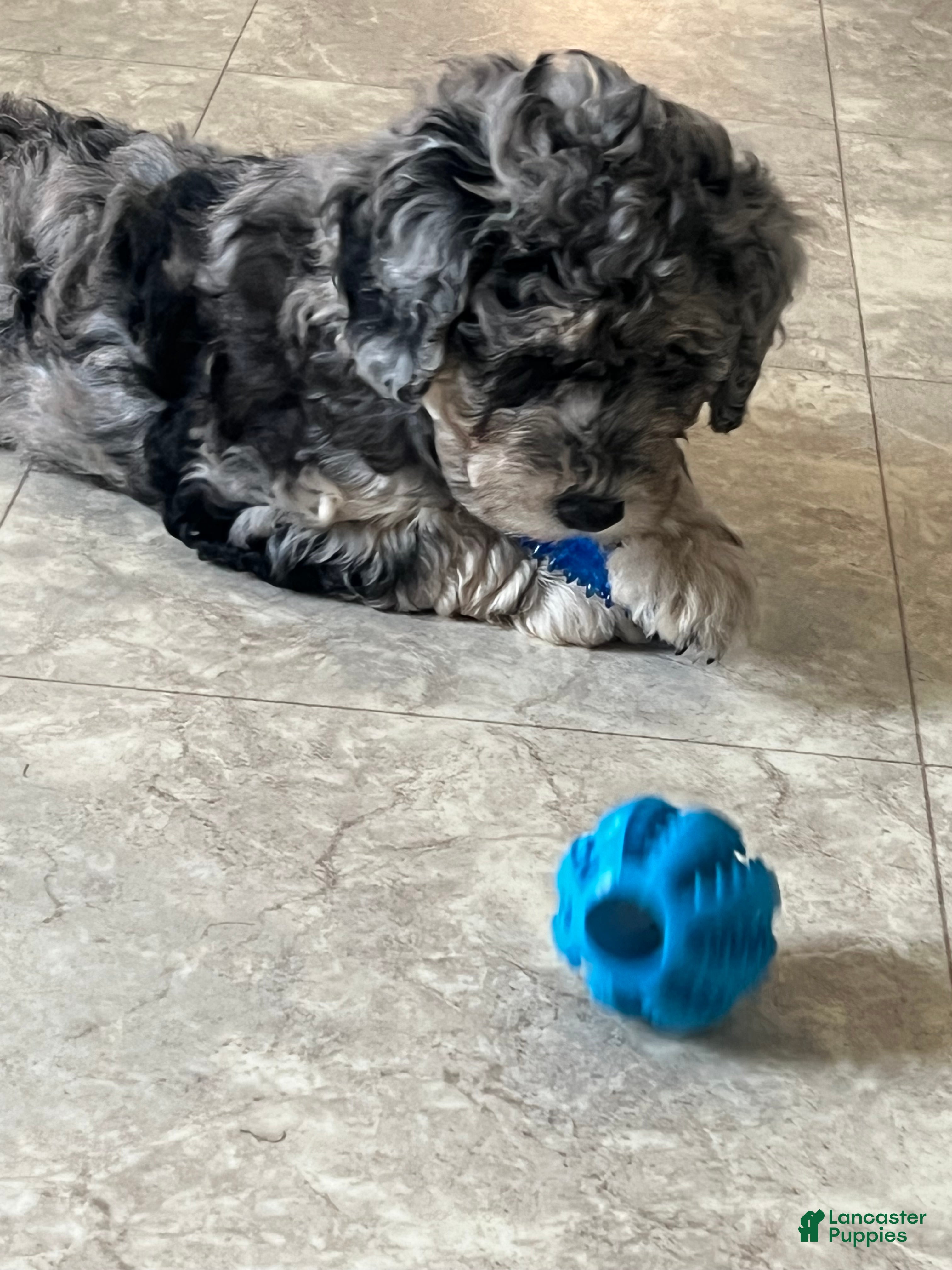 Mini Goldendoodle dogs Blossom Mini Goldendoodle Puppy  - Ad 2