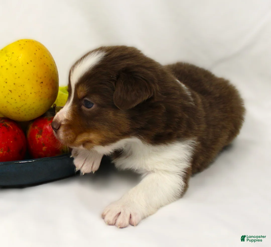 Australian Shepherd dogs for sale: Pippin - Ad 2