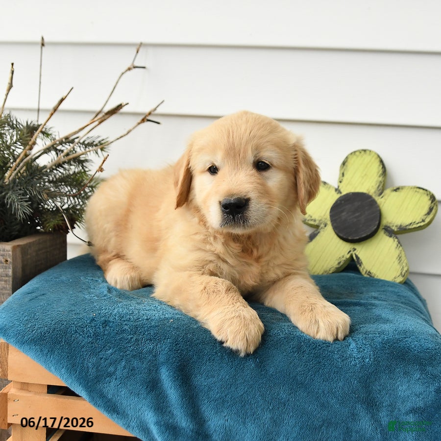 Golden Retriever dogs Maple   - Ad 2