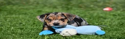 Beabull dogs for sale: Denver - Ad 4