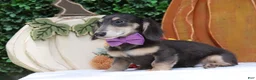 Miniature Dachshund dogs for sale: Miniature Dachshund 2 - Ad 3