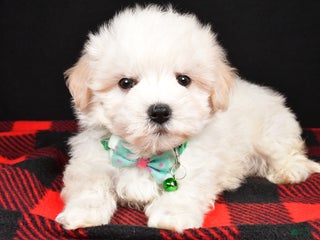 Maltipoo dogs Manny - Ad 6