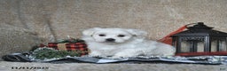 Maltese dogs for sale: Elf - Ad 10