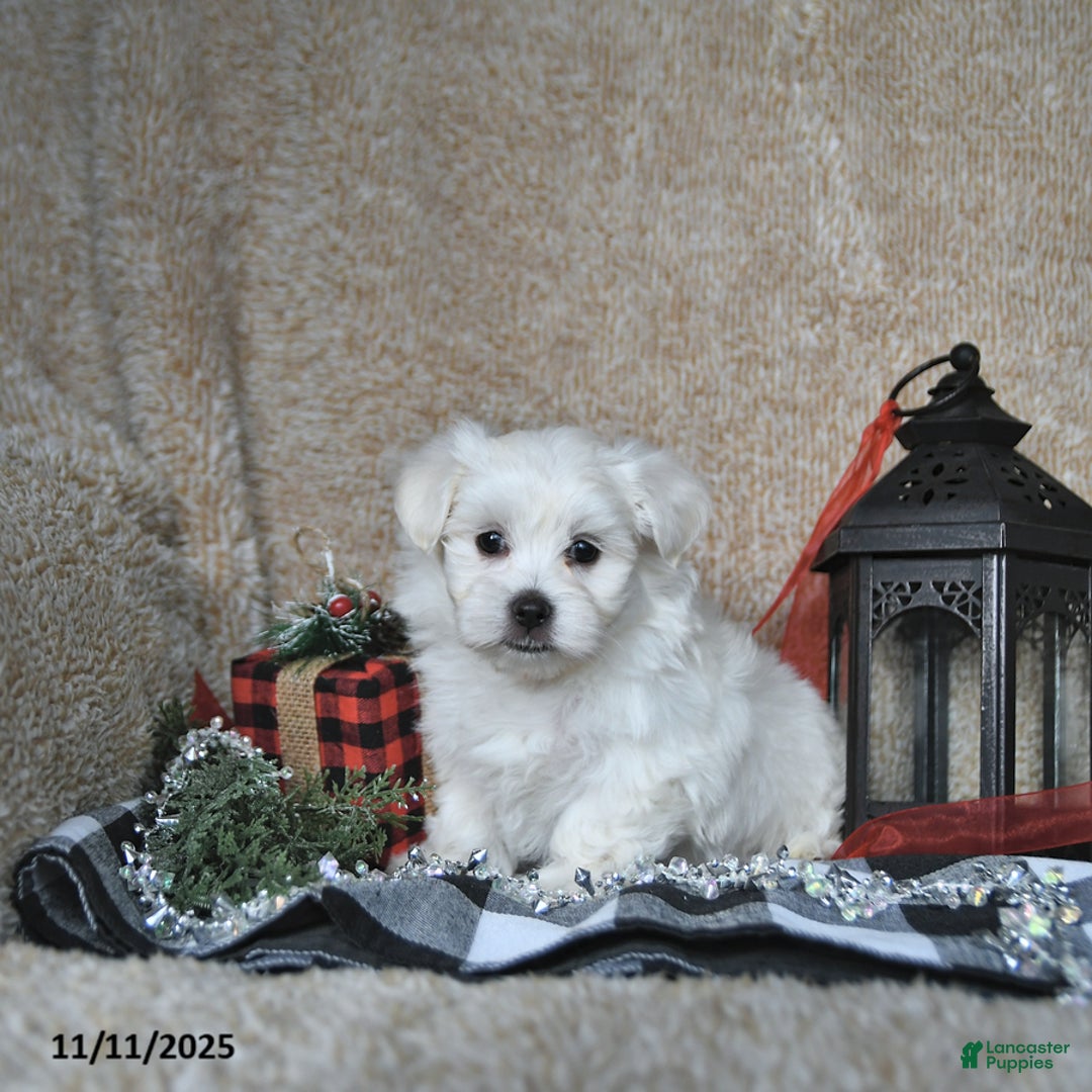 Maltese dogs for sale: Elf - Ad 10
