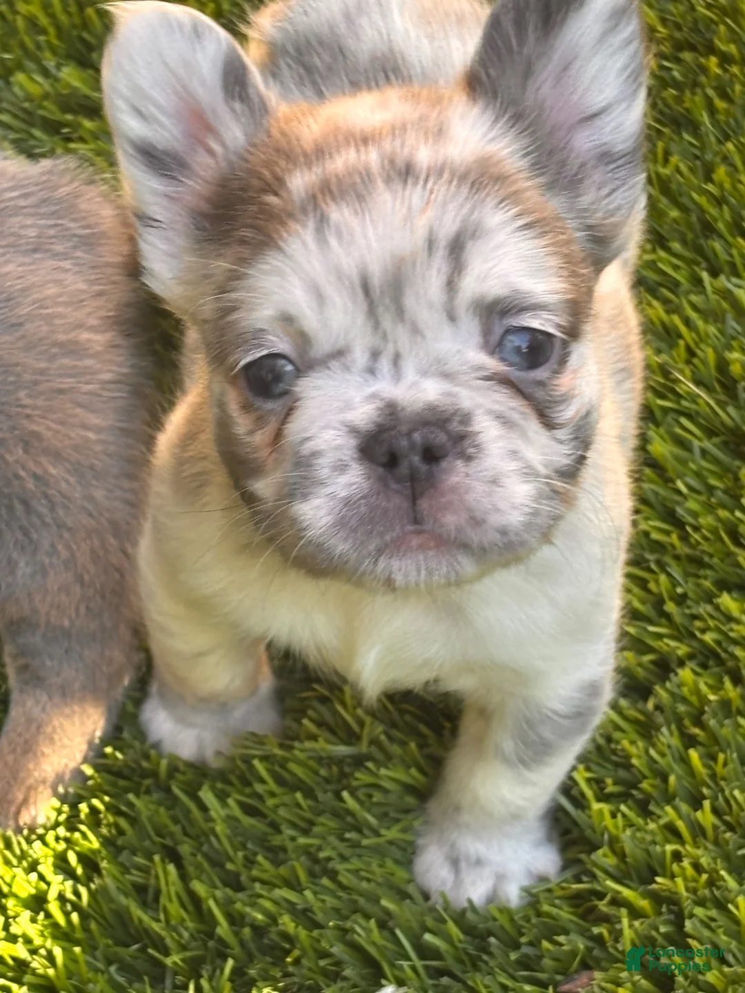 French Bulldog dogs for sale: Nevaeh - Ad 1