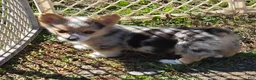 Welsh Corgi Pembroke dogs for sale: Gorgeous George  - Ad 22