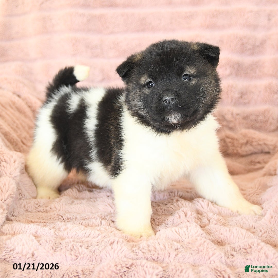 Akita dogs for sale: Flash - Ad 3