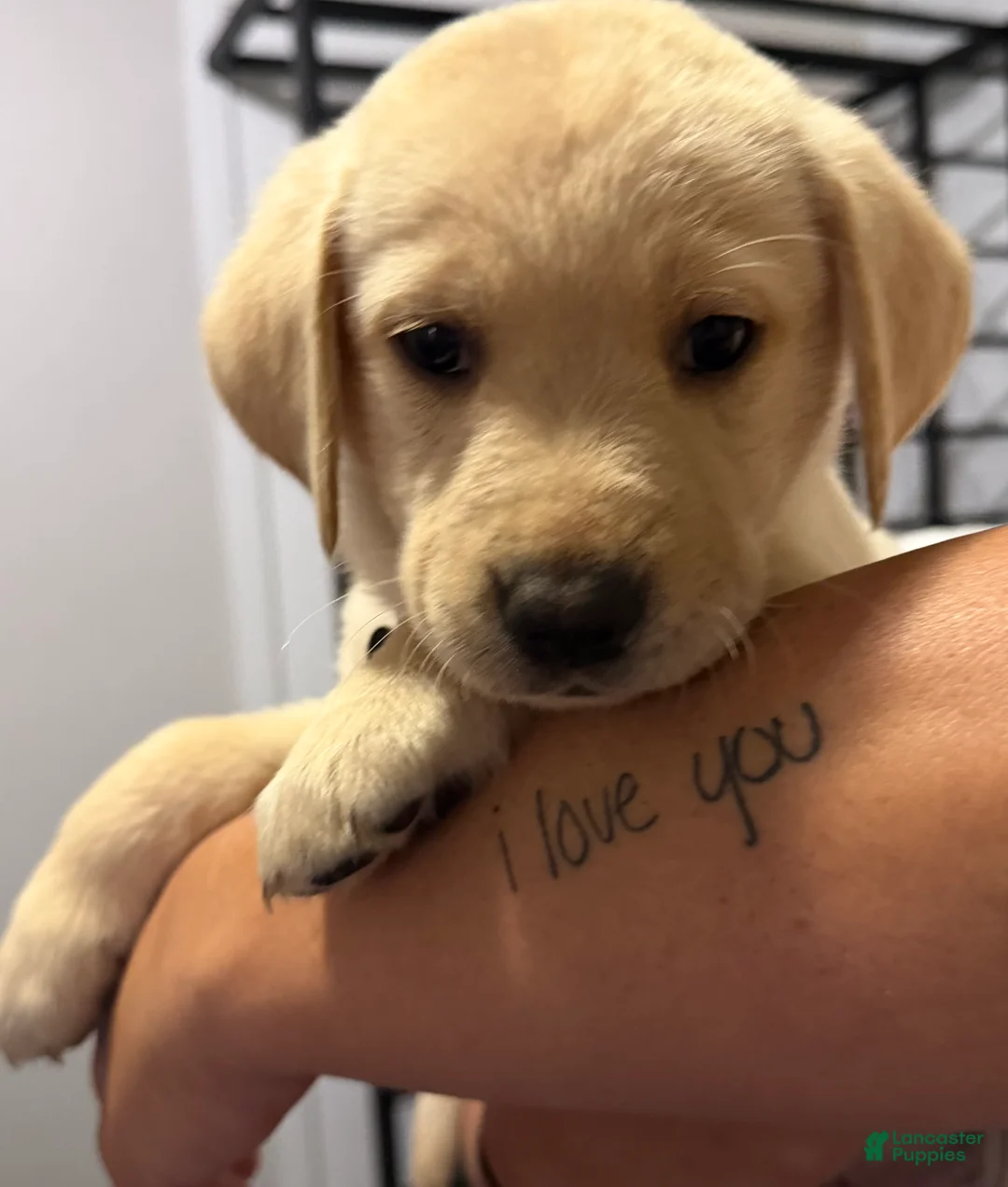Labrador Retriever dogs for sale: Lab Puppy 10 - Black Collar - Ad 1