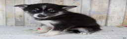Pomsky dogs for sale: Cruse - Ad 3