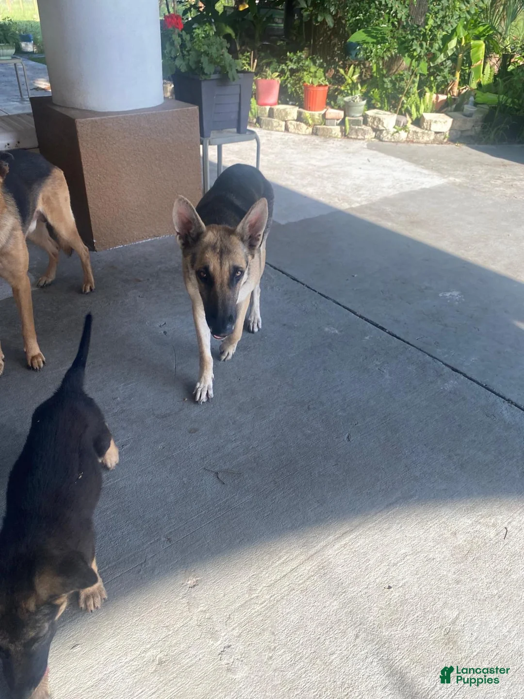 German Shepherd dogs for sale: German Shepherd 2 - Ad 2