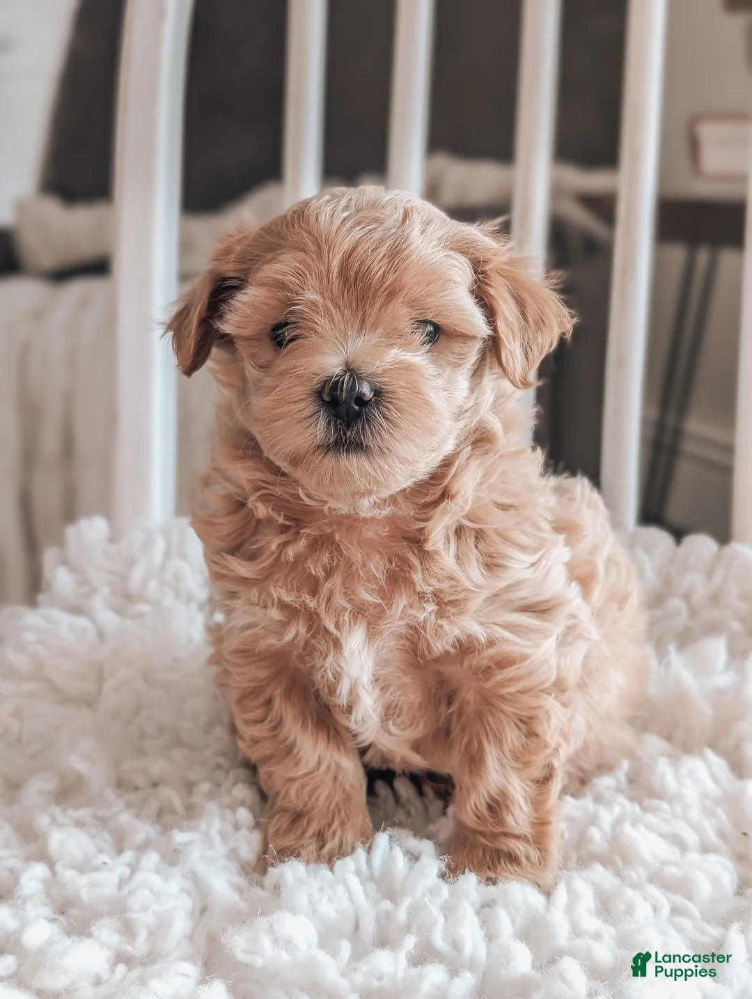Maltipoo dogs for sale: Jack - Ad 1